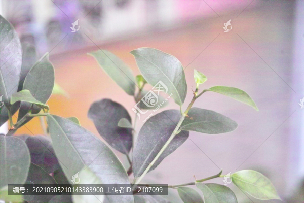 榕樹