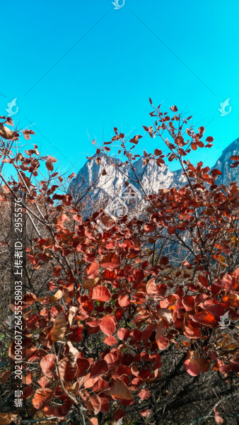 紅楓