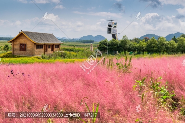 粉黛草