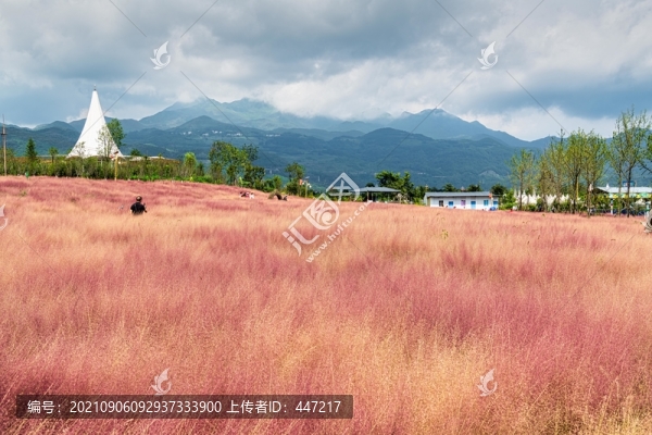 粉黛草