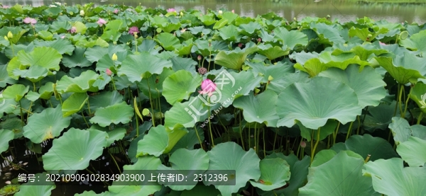 荷花