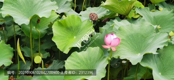 荷花