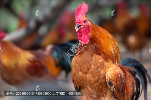 公雞打鳴