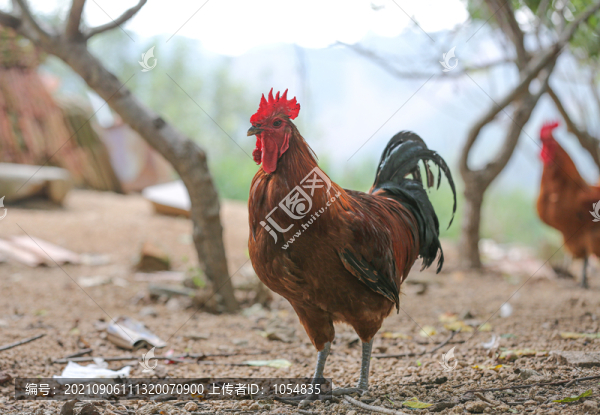 大公雞散養(yǎng)雞