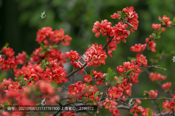 盛開(kāi)的紅貼梗海棠花