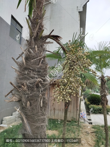棕樹果實