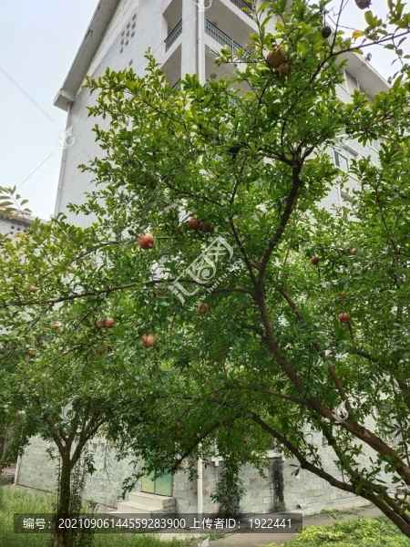石榴