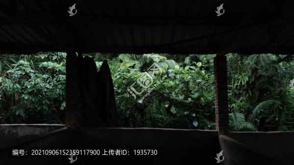 盛夏植被