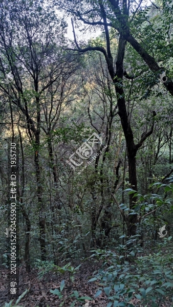 山林
