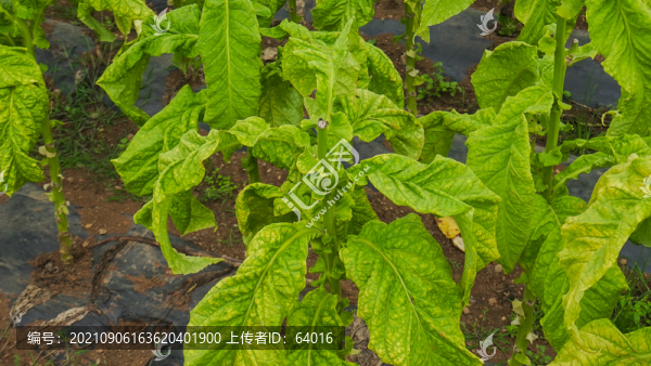 煙草生長