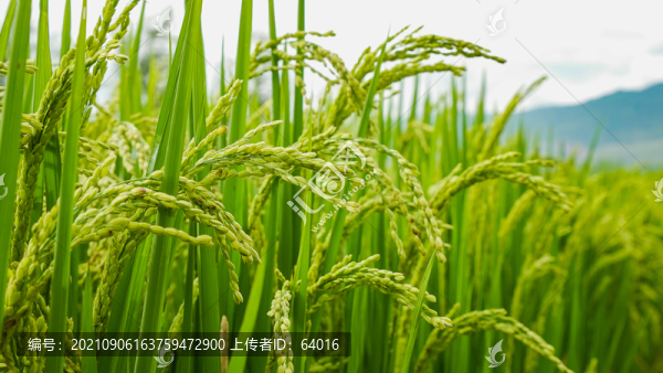 水稻生長(zhǎng)