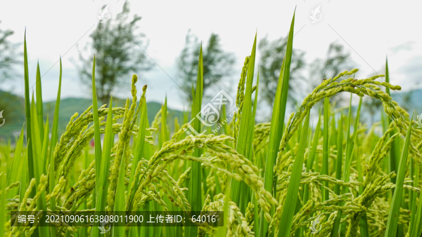 水稻稻田