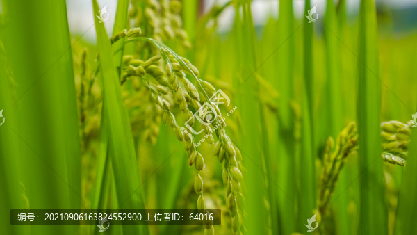 水稻稻穗