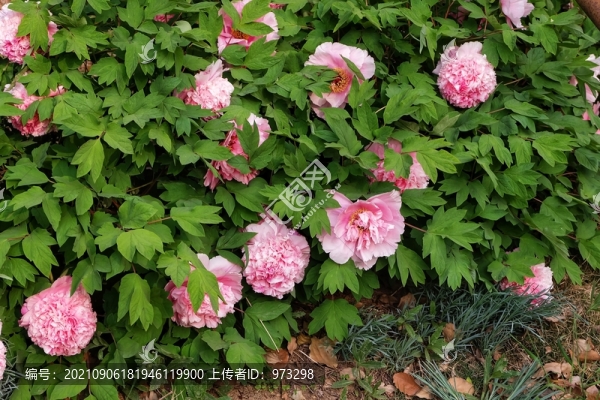 牡丹花