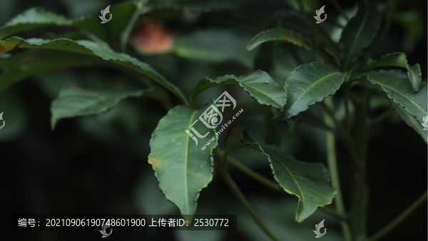朱砂根