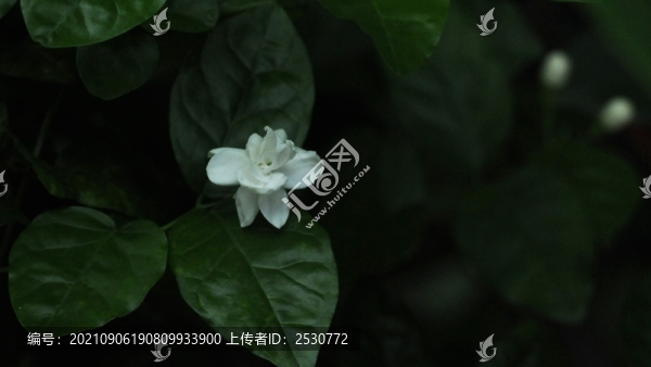 茉莉花