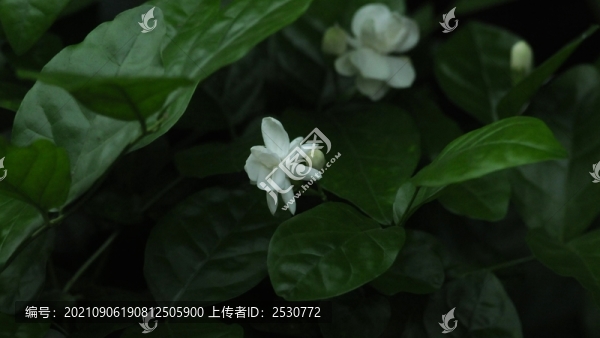 茉莉花