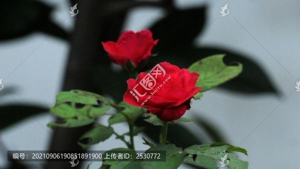 月季花