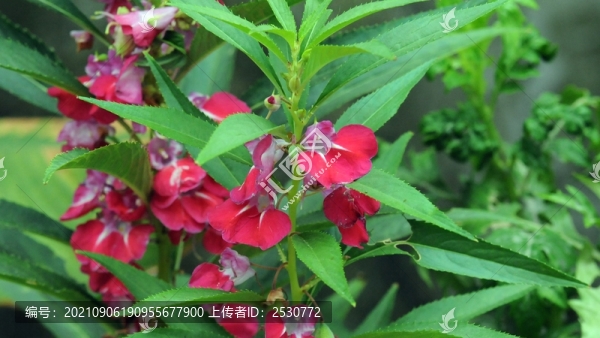 鳳仙花