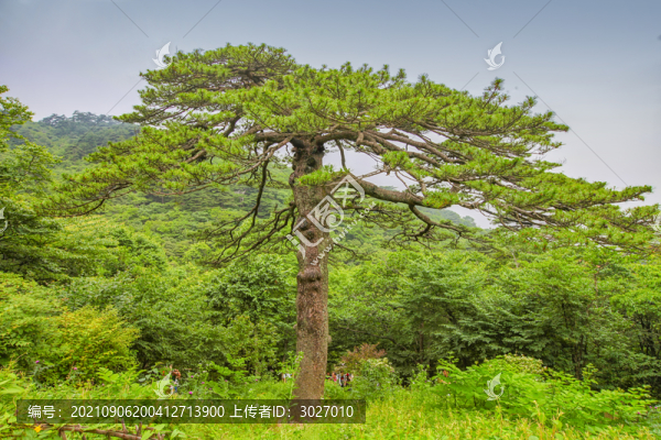 黃山黑虎松