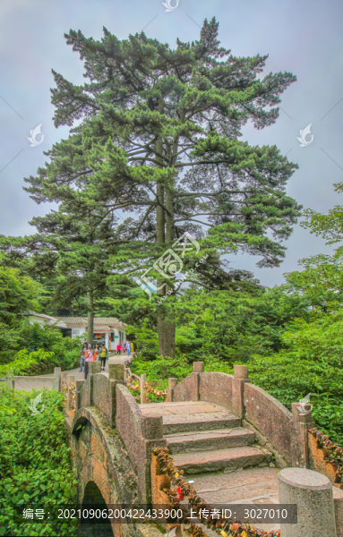 黃山連理松