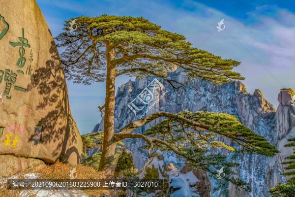 黃山迎客松