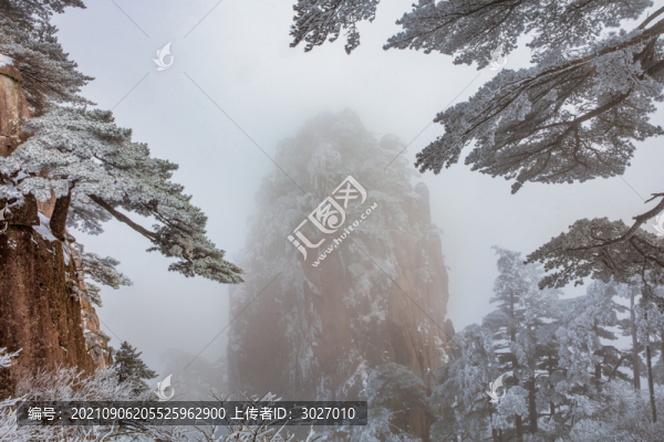 黃山探海松