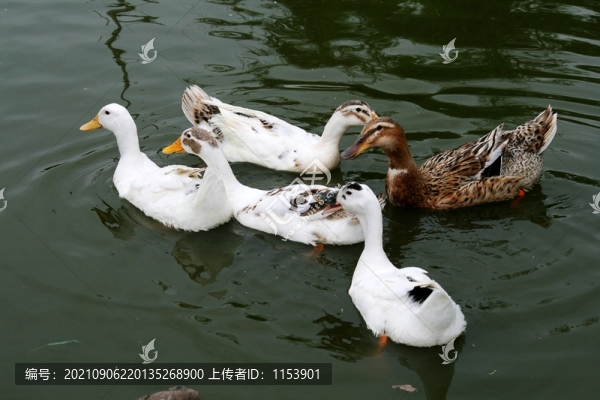 土鴨