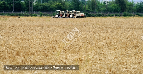 麥田