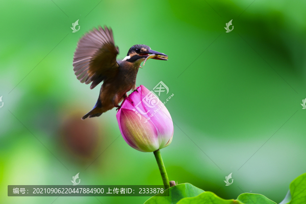 翠鳥(niǎo)