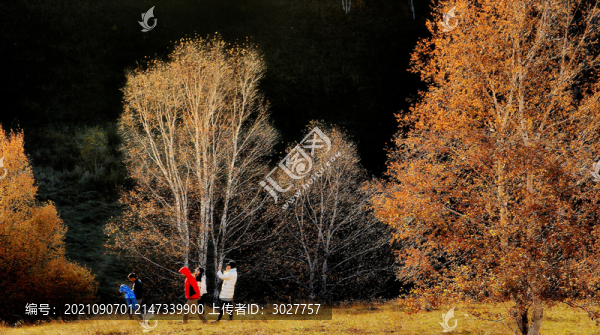秋天的樹(shù)林