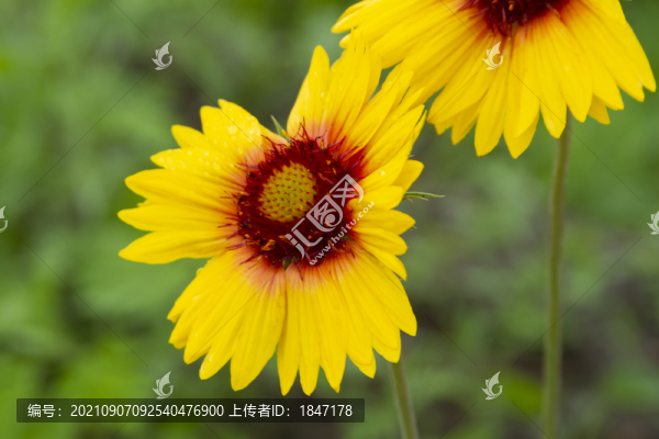 天人菊