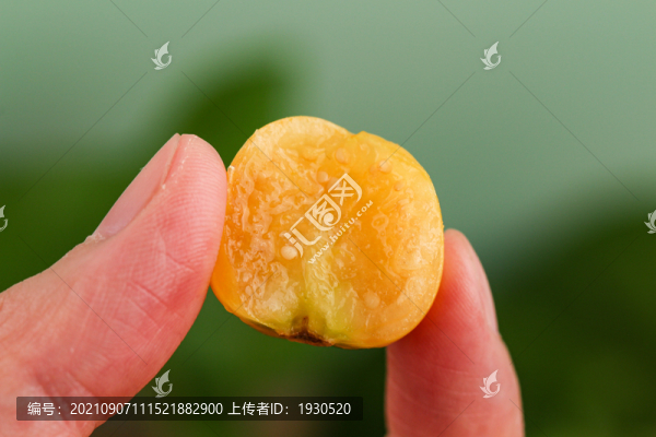 燈籠果