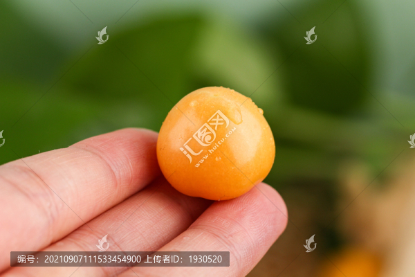 菇娘果