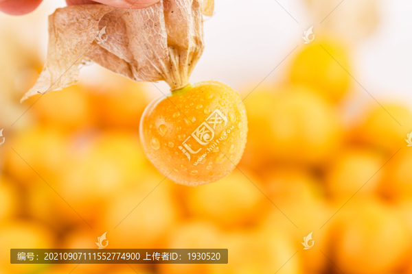 菇娘果