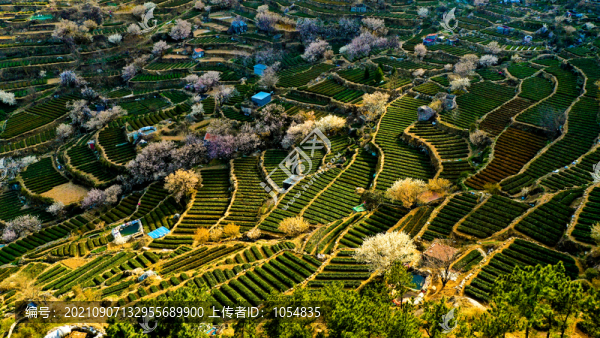 梯田茶園