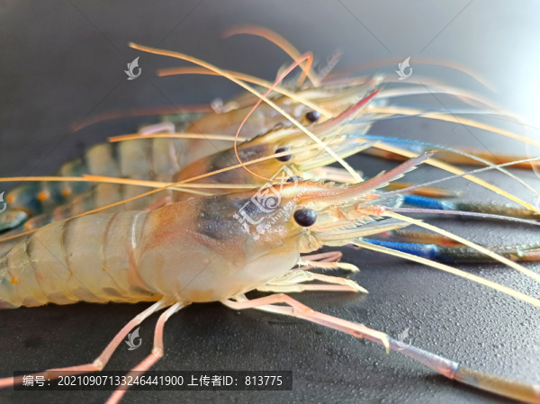 河蝦拍攝