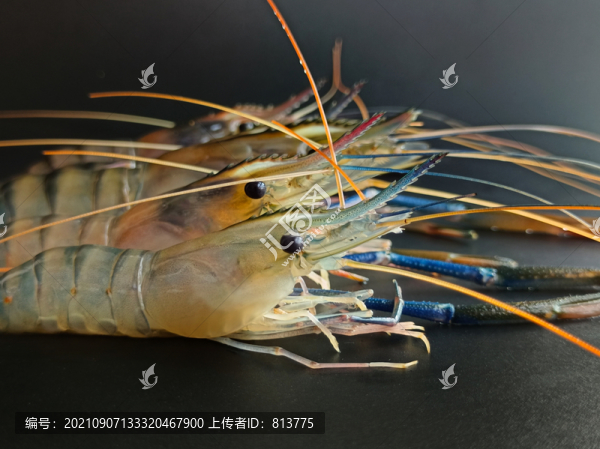 靜物河蝦