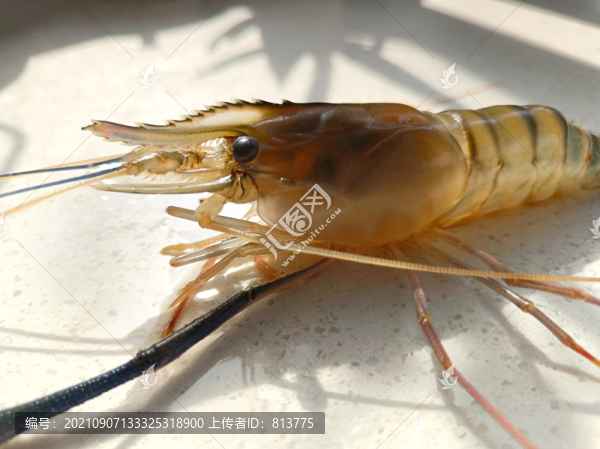 特寫沼蝦圖