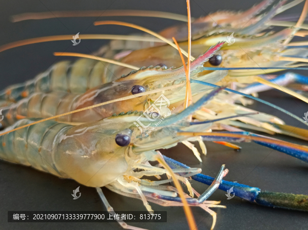 鮮活河蝦圖
