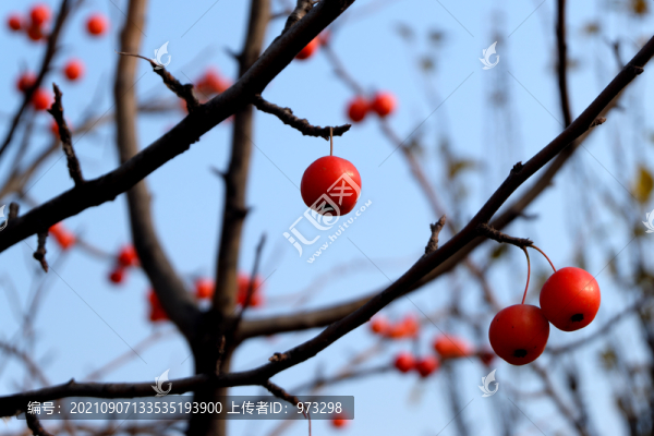 水栒子紅果子