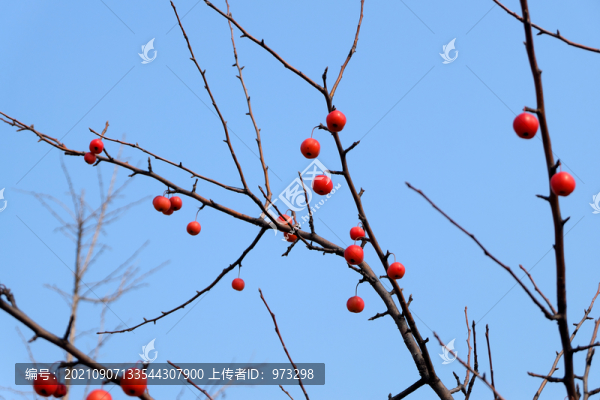 水栒子紅果子