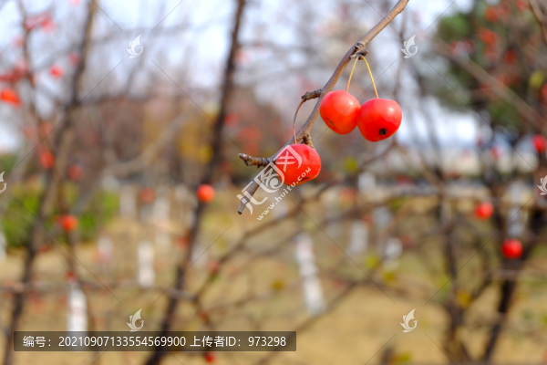 水栒子紅果子