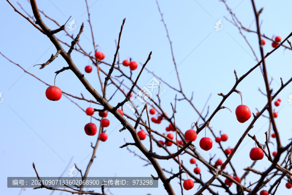 水栒子紅果子