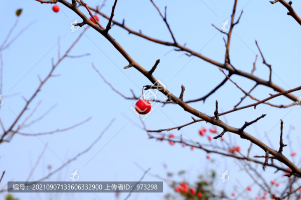 水栒子紅果子