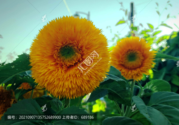 太陽花
