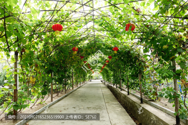 葡萄園葡萄架