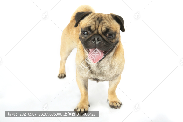 八哥犬