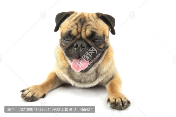 八哥犬
