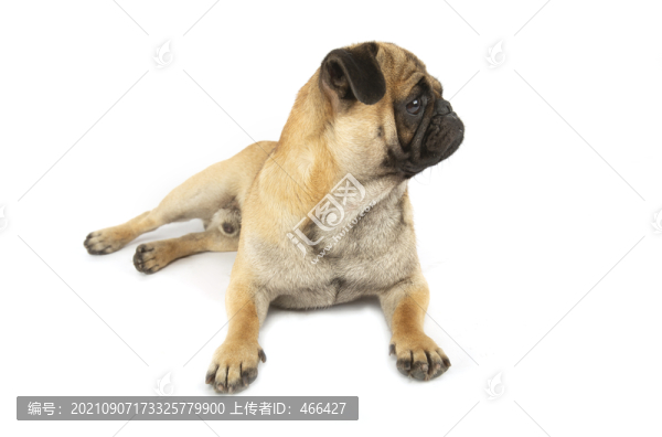 八哥犬